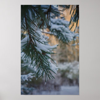 Tall snötäckt tall i vinter skogen poster