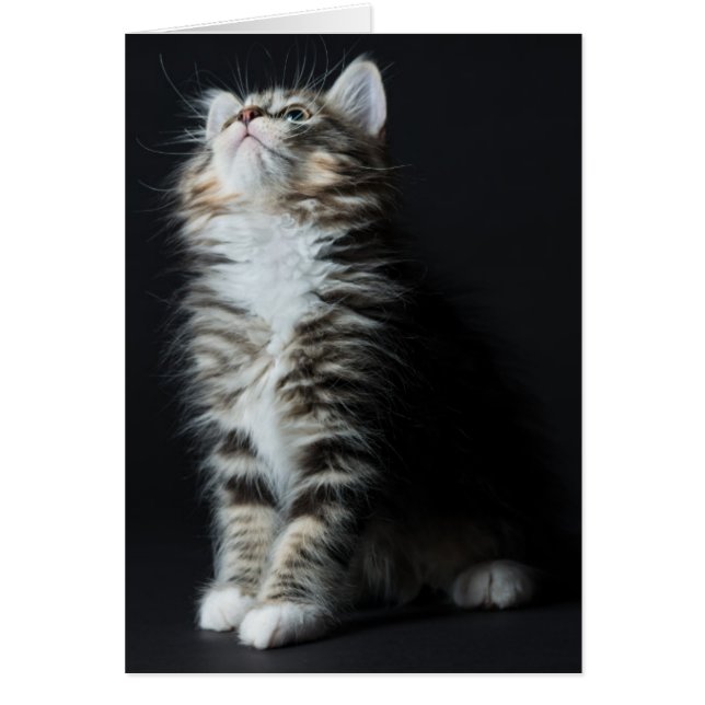 Tall Tabby Hälsningskort (Framsidan)