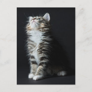 Tall Tabby Vykort