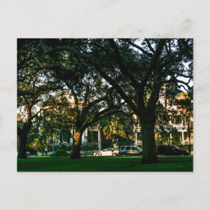 Tall Träd i centrala Charleston, South Carolina Vykort