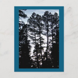 Tall Träd i CO Mountain-vykort Vykort