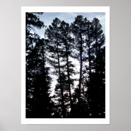 Tall Träd i Coloradbergen Poster