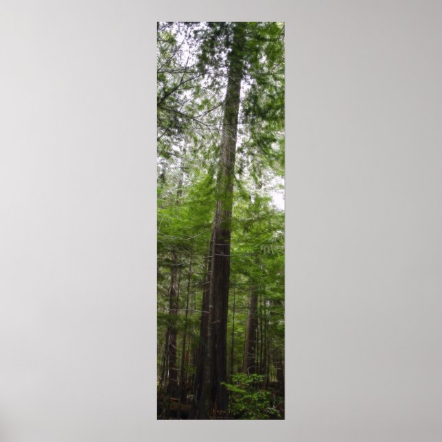 TALL TRÄD i Forest Art Poster (Framsidan)