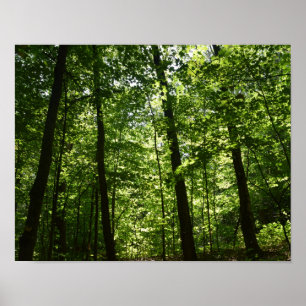 Tall Träd i Nature Poster