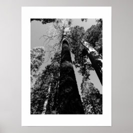 Tall Träd i Yosemite Black and White Photography Poster