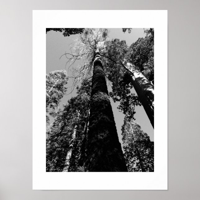 Tall Träd i Yosemite Black and White Photography Poster (Framsidan)
