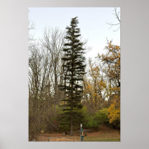 Tall Träd Photo Poster