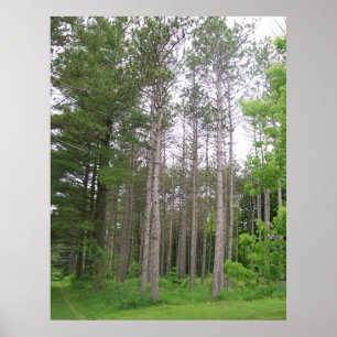 Tall Träd Poster