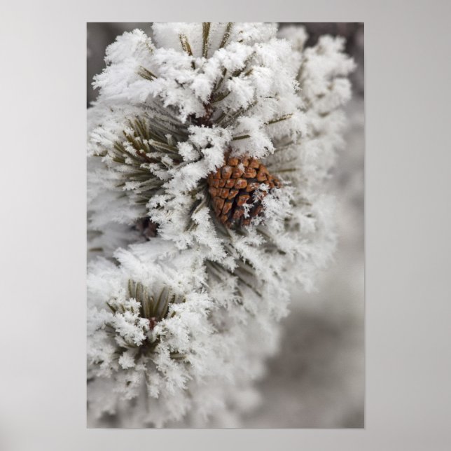Tallar av Lodgepole Pine i vinter i Yellowstone Poster (Framsidan)
