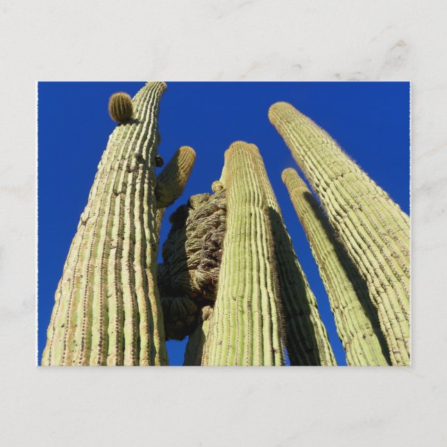 Tallest Crested Saguaro Vykort (Framsida)