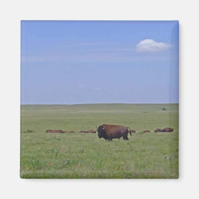 Tallgräs Prairie National Preserve - Kansas Magnet (Framsidan)