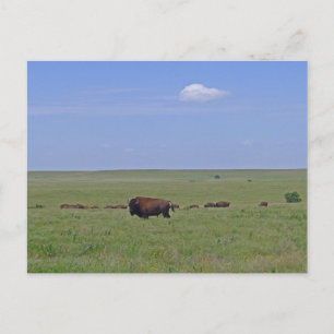 Tallgräs Prairie National Preserve - Kansas Vykort
