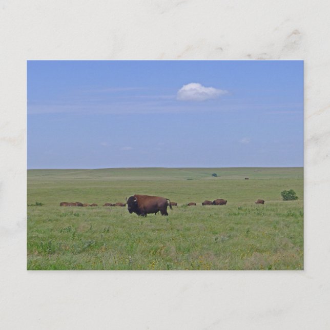 Tallgräs Prairie National Preserve - Kansas Vykort (Framsida)