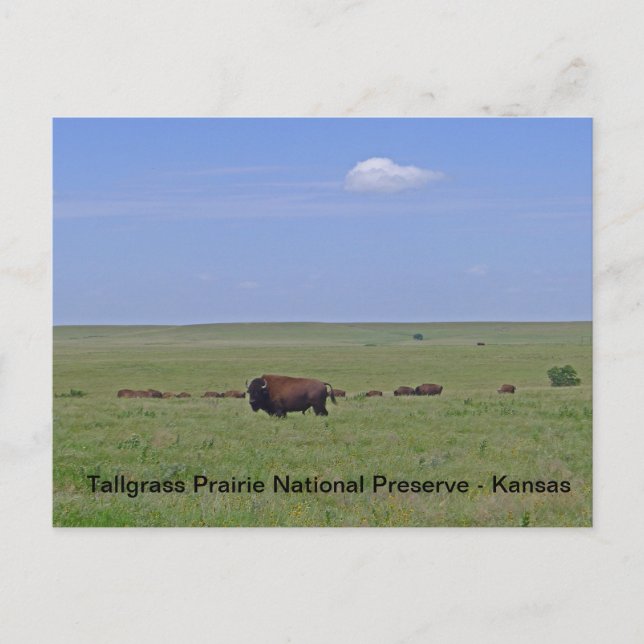 Tallgräs Prairie National Preserve - Kansas Vykort (Framsida)