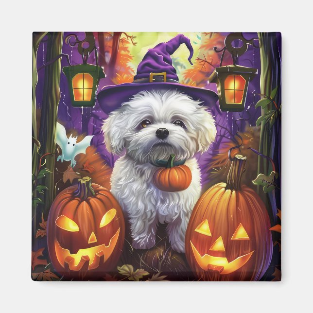 Taloky Bichon frise Halloween Witch och Pumpkin Magnet (Framsidan)