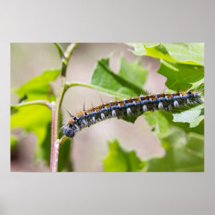 Tält Caterpillar på ett Oakträd Poster