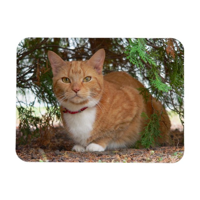 Tam huskatt med orange tabbymönster magnet (Horisontell)