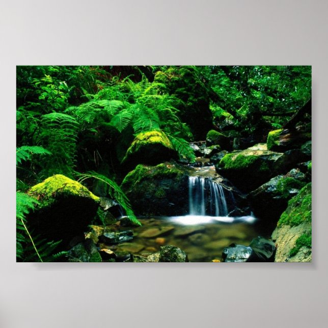 Tamalpais State Park, CA Poster (Framsidan)