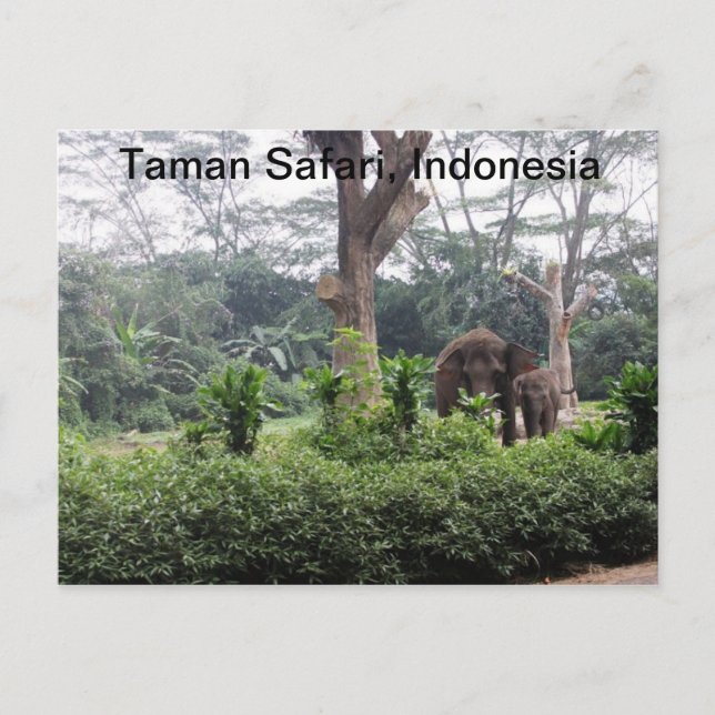 Taman Safari Vykort (Framsida)