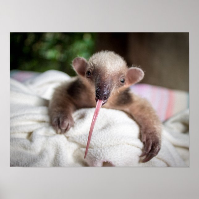 Tamandua Poster (Framsidan)