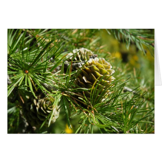 "Tamarack Cone" Hälsningskort (Framsidan Horizontal)
