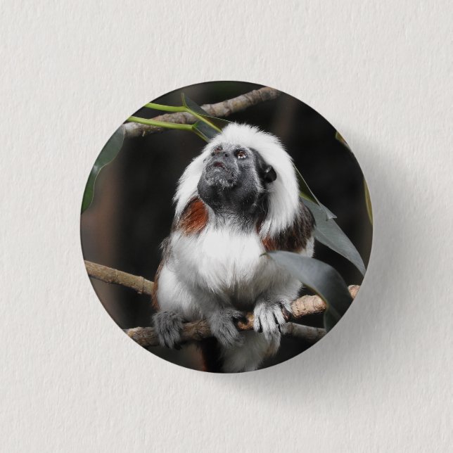 Tamarin Badge Knapp (Framsida)
