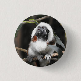 Tamarin Badge Knapp