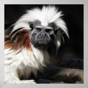 Tamarin i övre delen av Bomull Poster