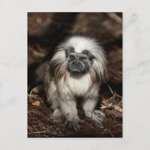 Tamarin i övre delen av Bomull Vykort
