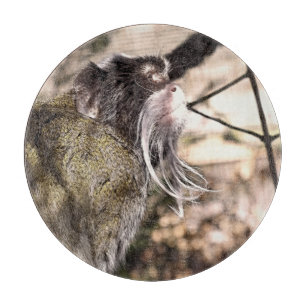 TAMARIN MONKEY
