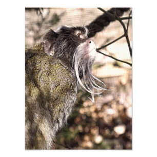 TAMARIN MONKEY FOTOTRYCK