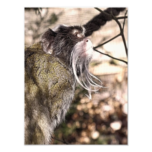 TAMARIN MONKEY FOTOTRYCK (Framsidan)