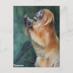 Tamarin Monkey Vykort