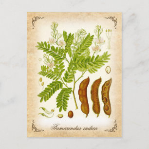 Tamarind - illustration av vintagen vykort