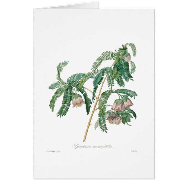 Tamarindfruktblomma Hälsningskort (Framsidan)