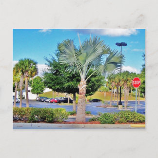 Tampa-Florida Vykort