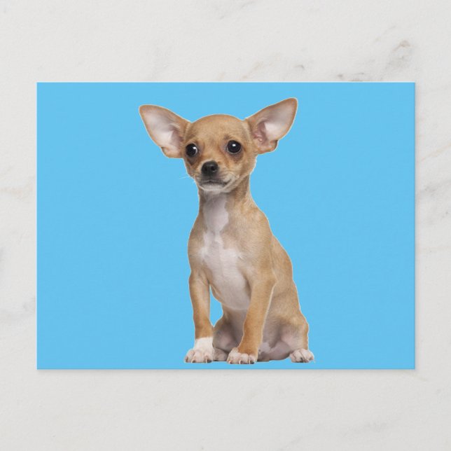 Tan and White Chihuahua Vykort (Framsida)