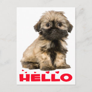 Tan & Black Shih Tzu Puppy Hund Red Hej Hearts Vykort