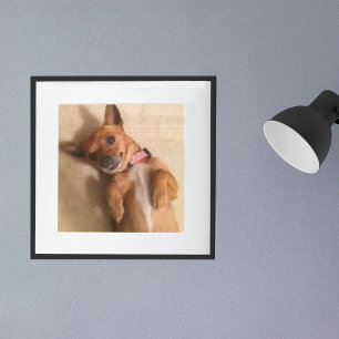 Tan Dachshund Puppy Hund Belly Pose Poster