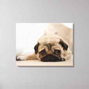 Tan Female Pug Canvastryck