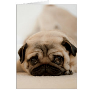 Tan Female Pug Hälsningskort