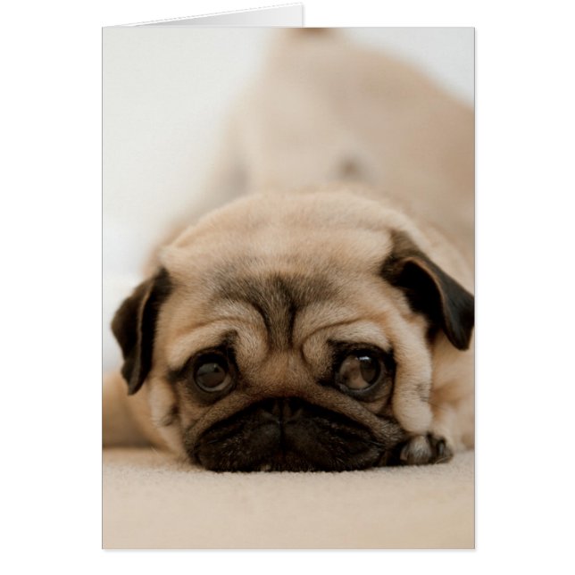 Tan Female Pug Hälsningskort (Framsidan)