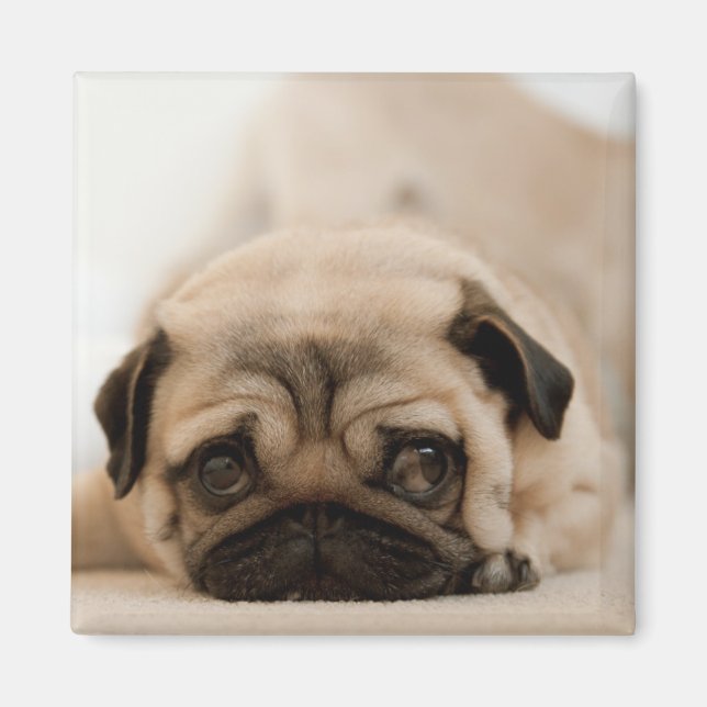 Tan Female Pug Magnet (Framsidan)