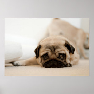 Tan Female Pug Poster