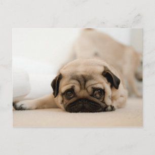 Tan Female Pug Vykort