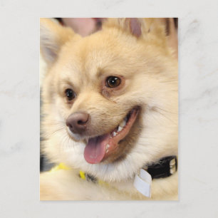 Tan German Spitz Hund aveln Postkort Vykort