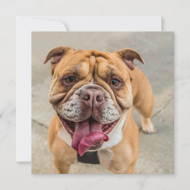 Tan Lycklig Hund Photo (Framsida)