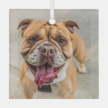 Tan Lycklig Hund Photo