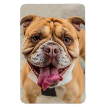 Tan Lycklig Hund Photo