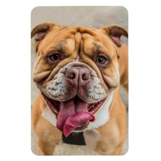 Tan Lycklig Hund Photo Magnet